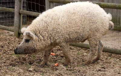El animal para cazar en vuestros sueños es...... - Página 2 Cerdo+lanudo