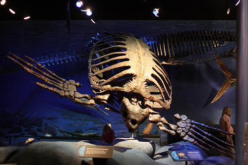 Archelon Ischyros Archelon Ischyros
