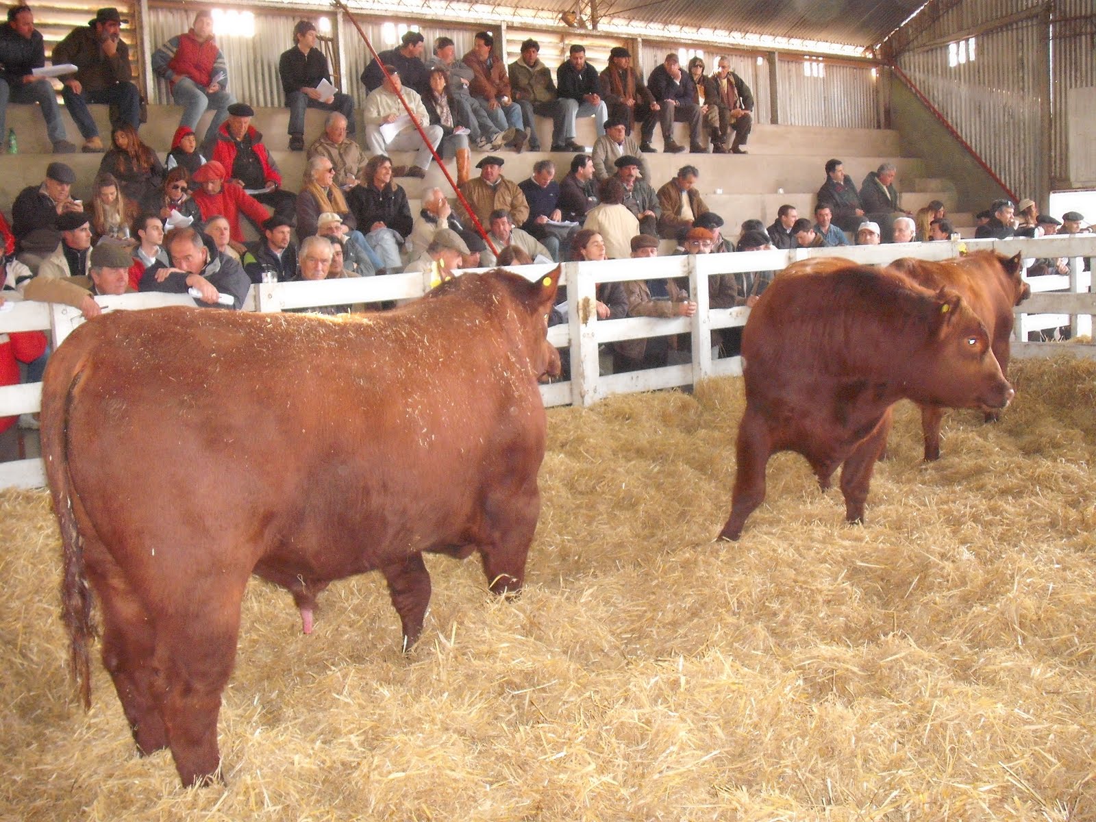 Toros+De+Reparo+En+Venta Toros De Reparo En Venta http://regionalagropecuario.blogspot.com/2010 ...