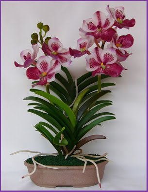 Vanda Orchids Care