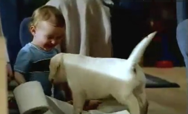 andrex puppy andrex puppy