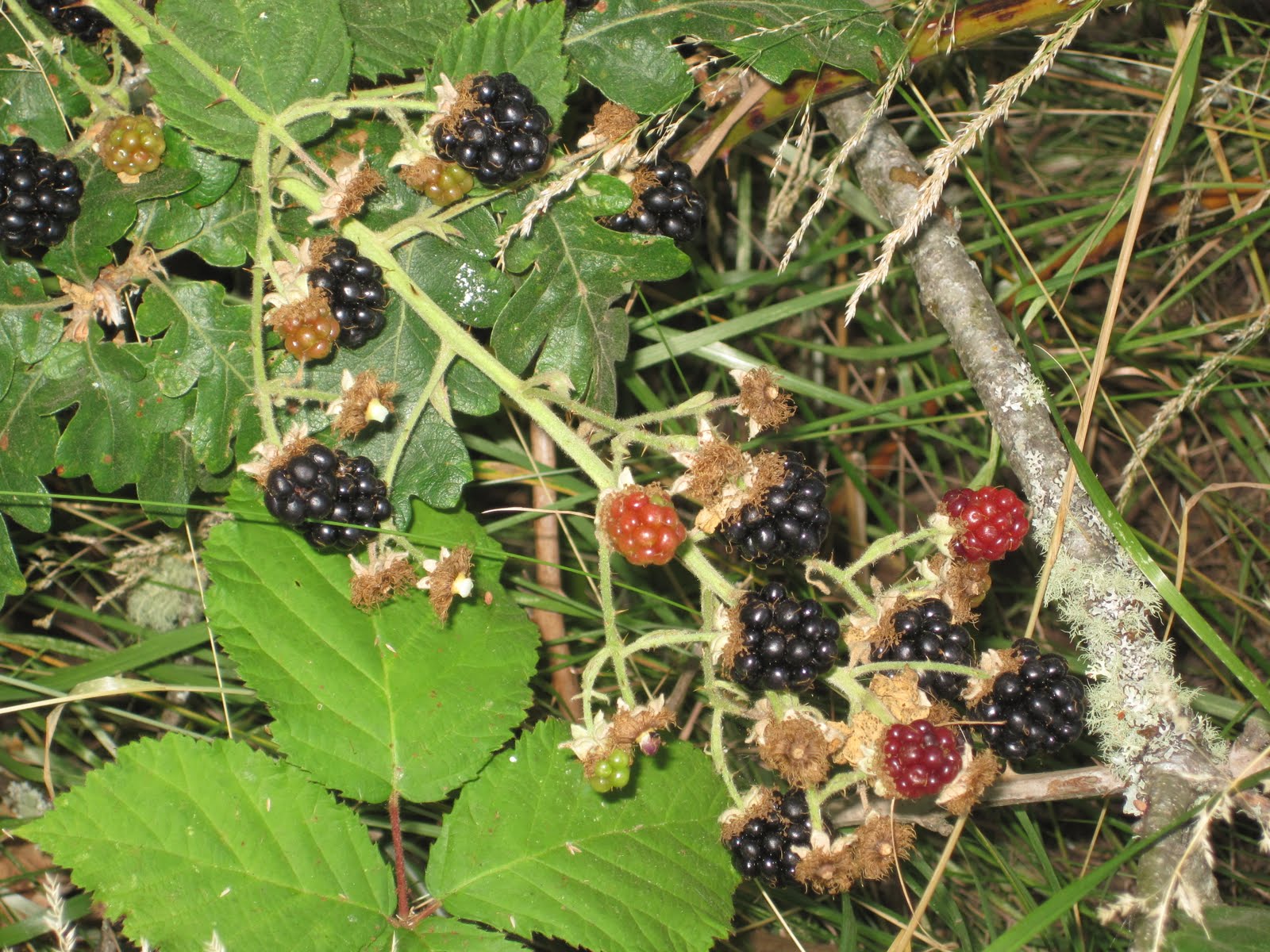 The Swensens Blackberry Picking