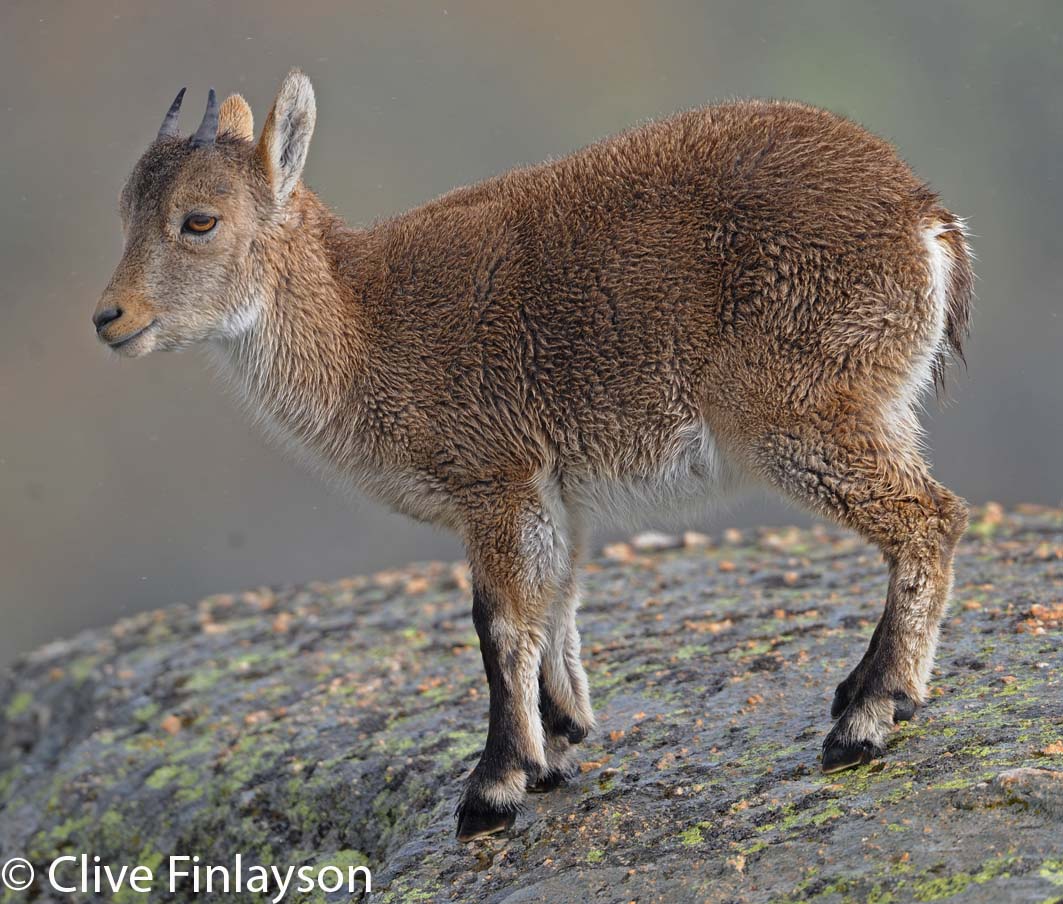 Natur-al-Andalus: In Search of the Ibex