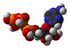Adenosintrifosfato (ATP)