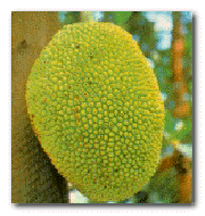 The National fruit of Bangladesh