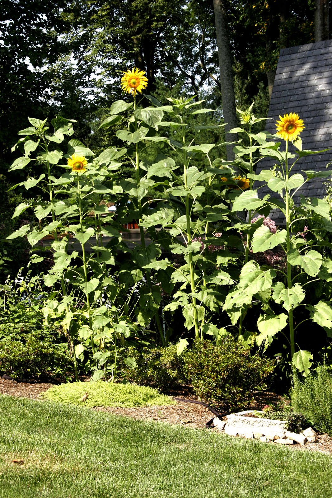 fiberstudio Sunflowers