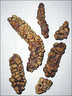 kopi luwak onix