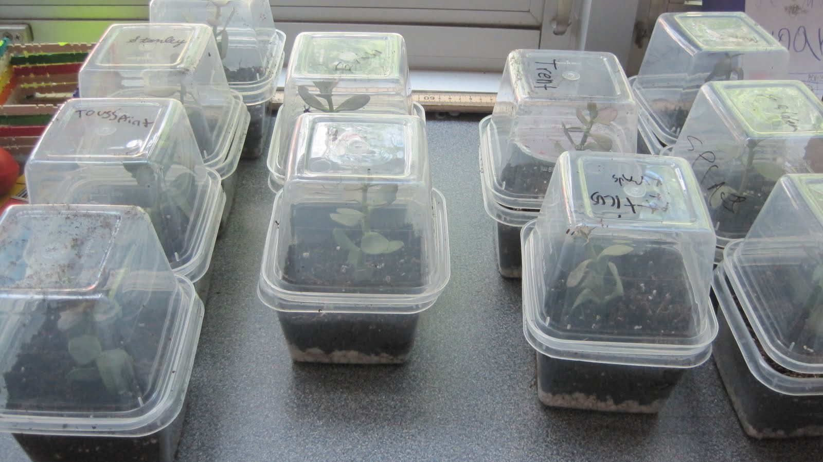 classroom terrarium