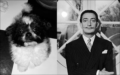 Salvador Doggie