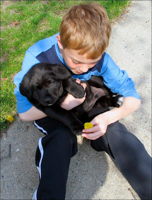 Chris,Roscoe and dandelion
