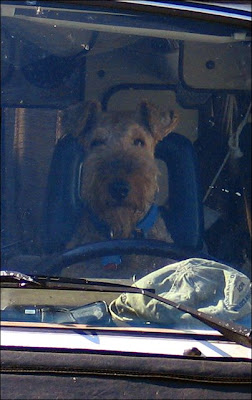 Dog driver