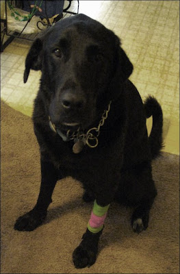 Roscoe sick