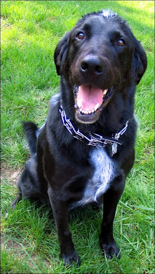 Smiling skunk dog