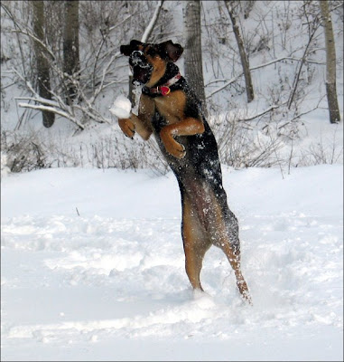 dog leap