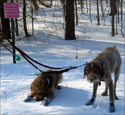 Eating snow