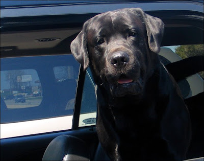 Beau the English Black Lab