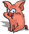 Angry pig