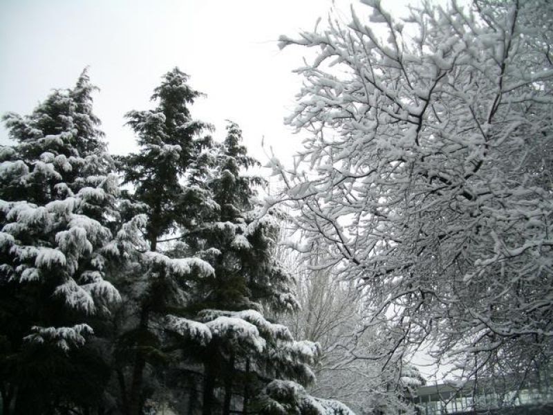 the cultivation of christmas trees de t s eliot luigi the cultivation of christmas trees de t s eliot luigi