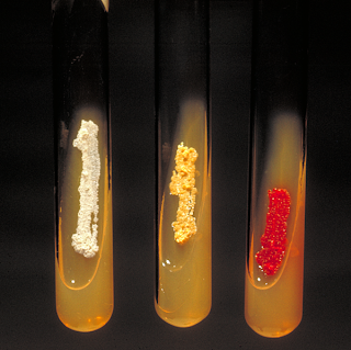Slant cultures of several actinomycetes Slant cultures of several actinomycetes