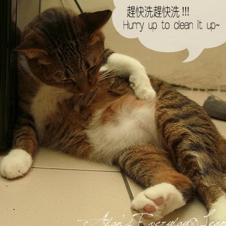 Cat Bathes In Fresh Litter Cat Bathes In Fresh Litter