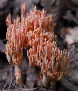 Lentaria micheneri