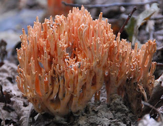 Lentaria micheneri