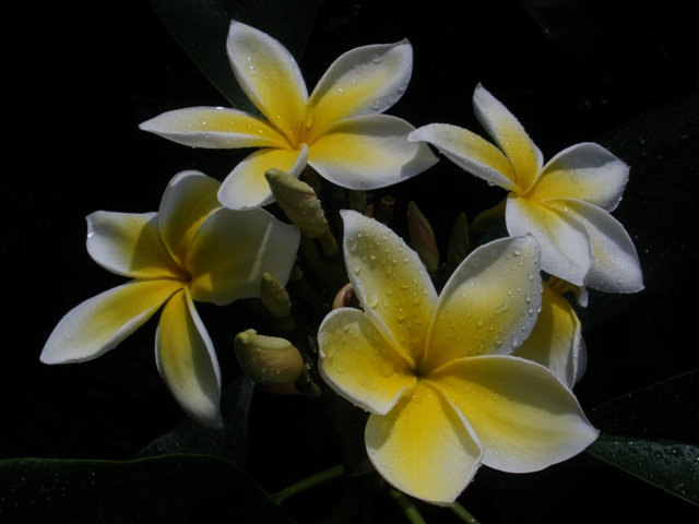 [Plumeria.jpg]
