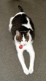 [moonkitty_icon.jpg]