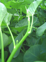 khasiat kangkung