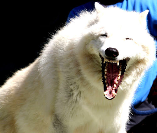 [Laughing+Wolf.jpg]