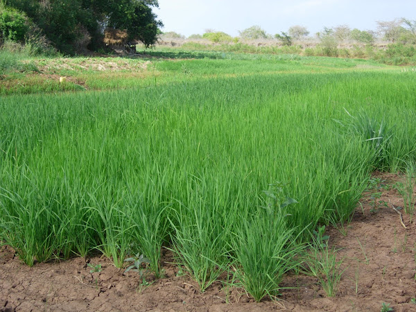 Rice