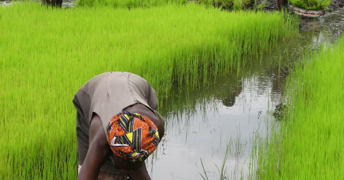 KurankoLand Sierra Leone SWAMP RICE & BUSH DEVILS Mid July, 2006