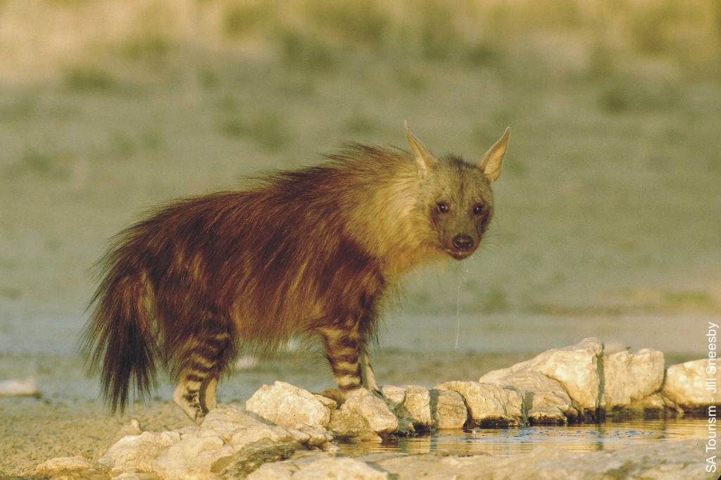 types of hyena