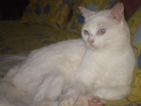 Gato Leleco albino!