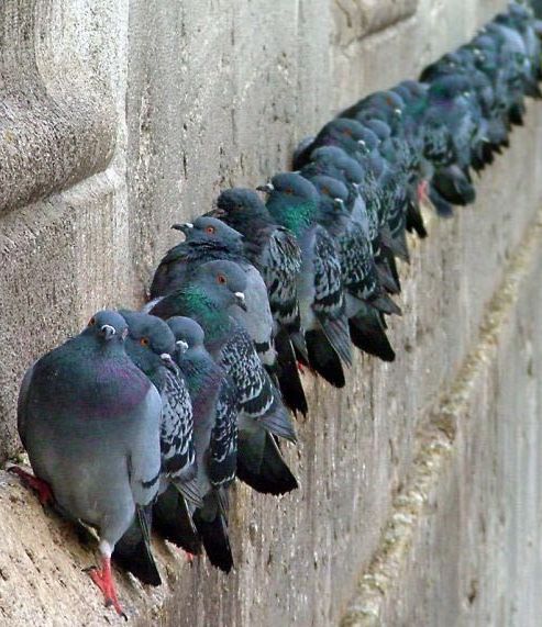 piccioni-fila.jpg