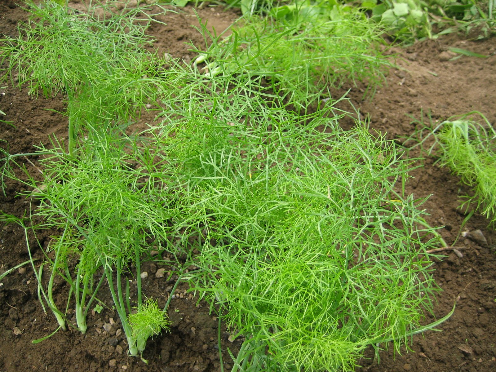 Have You Ever Picked A Carrot? The Grand Fennel