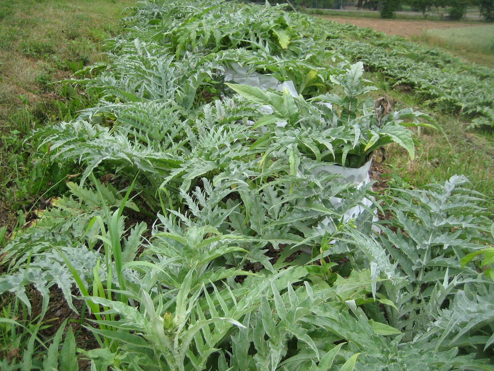 Image result for the Cardoon