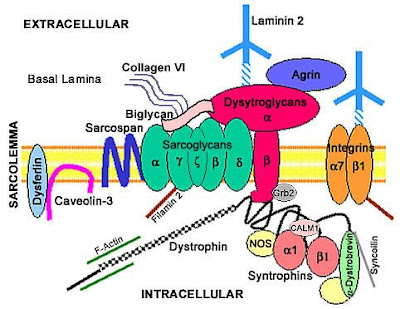 laminin god