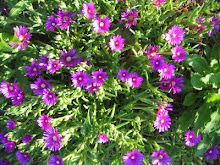 Ice Plant (Delosperma cooperi)