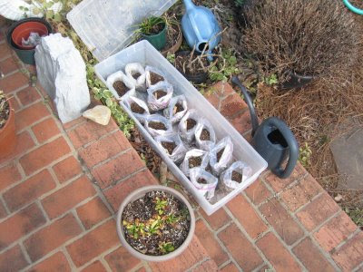 Sowing+pics