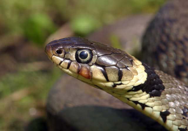 http://4.bp.blogspot.com/_yp2bn_vGzSs/TFU8UFMo50I/AAAAAAAABeg/UL_JR_6rkIg/s1600/Grass+Snake+-+Berry+Head.jpg