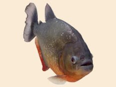 scary piranha fish clipart image for free