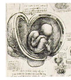 [fetus+in+the+womb.jpg]
