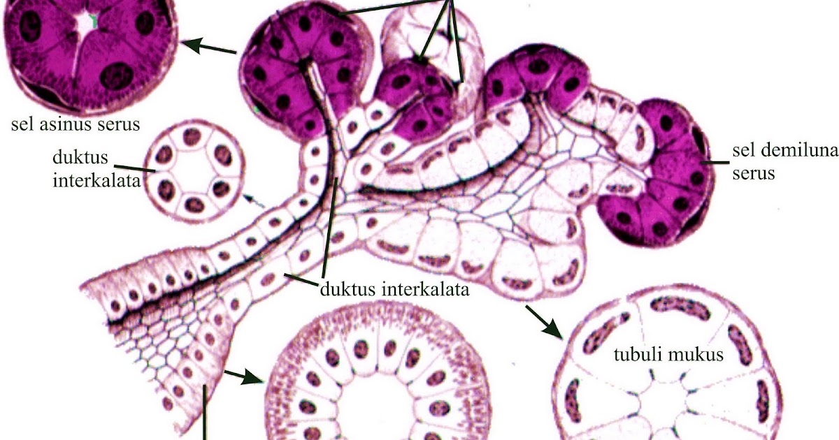the prototype Histologi Kelenjar Saliva