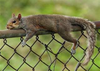 [squirrel_fence.jpg]