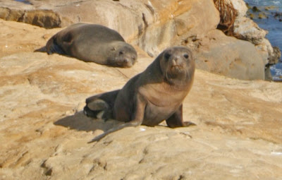Seal at Shag Point, New Zealand Seal at Shag Point, New Zealand