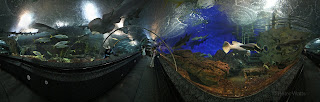 360 panorama from the shark tunnel of the Underwater World in Singapore