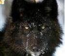 Lobo