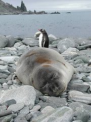 [sealpenguin.jpg]