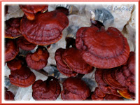 Ganoderma lucidium (Ling Zhi Mushroom